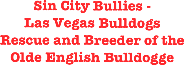 Sin City Bullies -
Las Vegas Bulldogs
Rescue and Breeder of the
Olde English Bulldogge